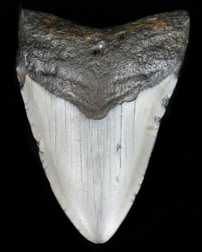 Bargain, Megalodon Tooth - North Carolina #59141